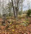 Dalsland-Ånimskog-Kerstan I