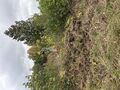Dalsland-Ånimskog-Sunnetorpt m.ny stolpe