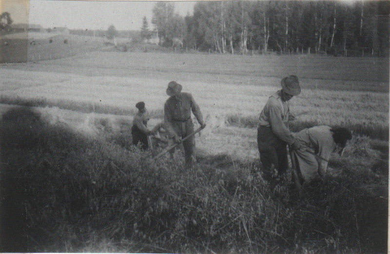 Fil:Dalsland-Ånimskog-Ressbyn Havre.png