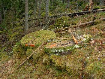 Kvarnstenar vid Åstugan, 2008. Karta