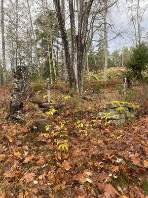 Dalsland-Ånimskog-Kärrsdalen.jpg