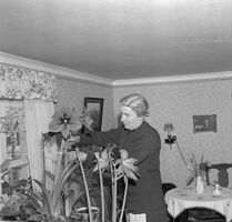 Fröken Alva Malm, Åsen