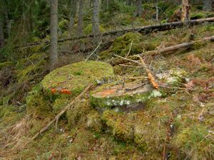 Östergötland-Åsbo-Åstugan (Lindhult) Kvarnsten 2008.jpg