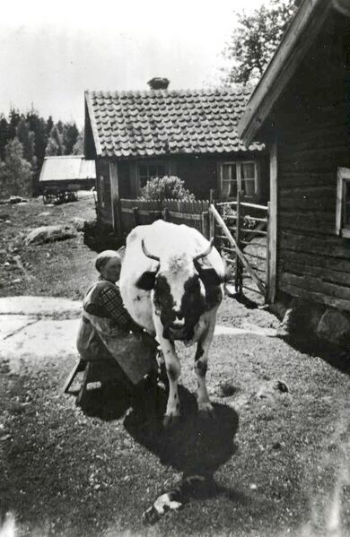 Fil:Östergötland-Åsbo-Kilarp (Skvathult) Kilen mjölkerska.jpg