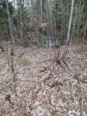 Dalsland-Ånimskog-Drankås Kallkällan.png