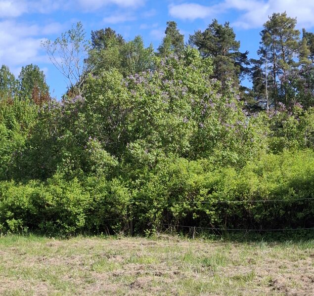 Fil:Dalsland-Ånimskog-Hult Klockarebl .jpg