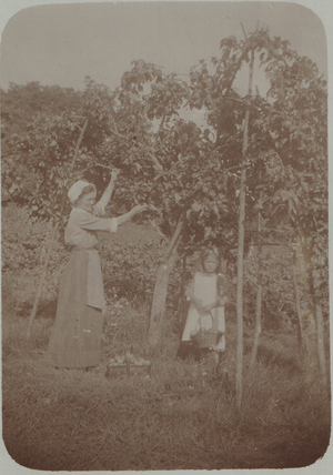 Dalsland-Ånimskog-Myran Eila Vicia.png