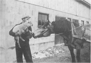 Dalsland-ånimskog-övre salebol4.jpg