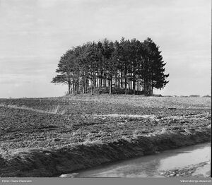 Kung Kåres hög 1956.jpg